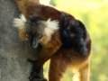 Lemure makaki mamma con piccolo